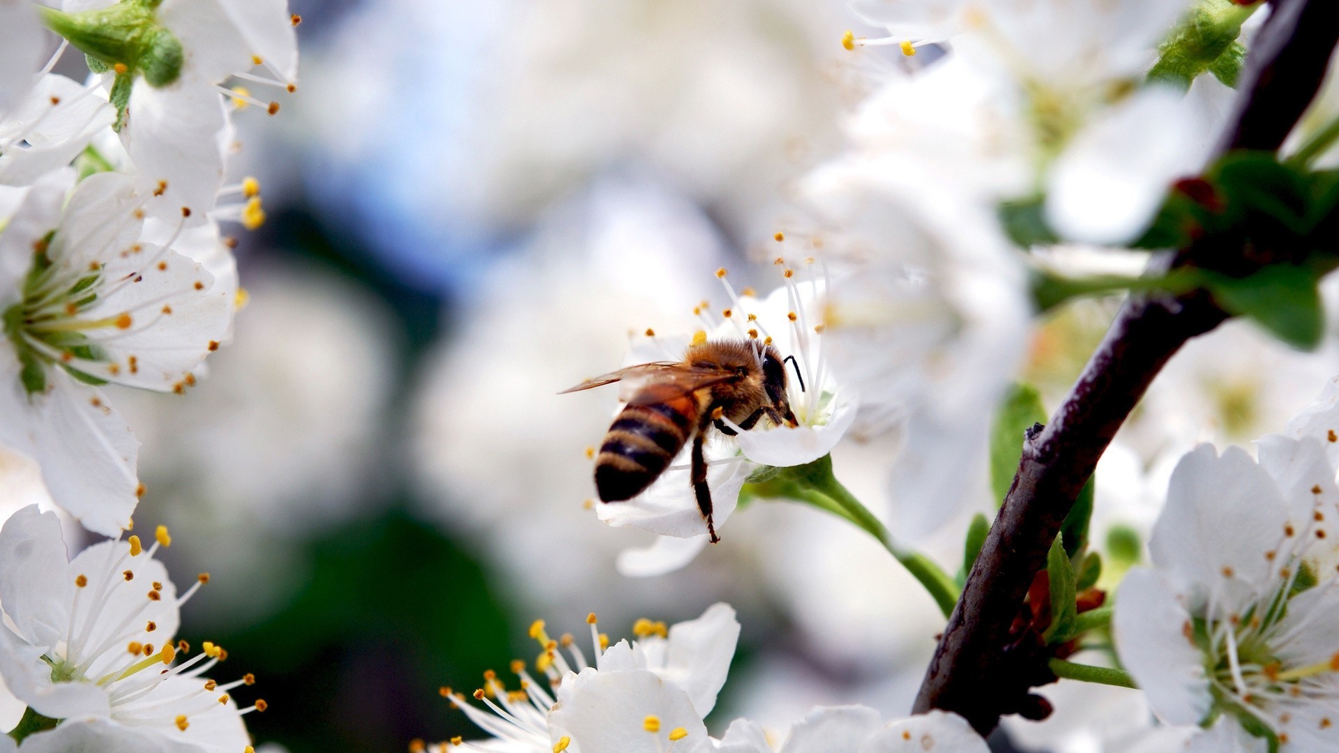 verão abelha flor inseto natureza mel pólen polinização ao ar livre cereja abelhas borrão bom tempo maçã néctar crescimento folha