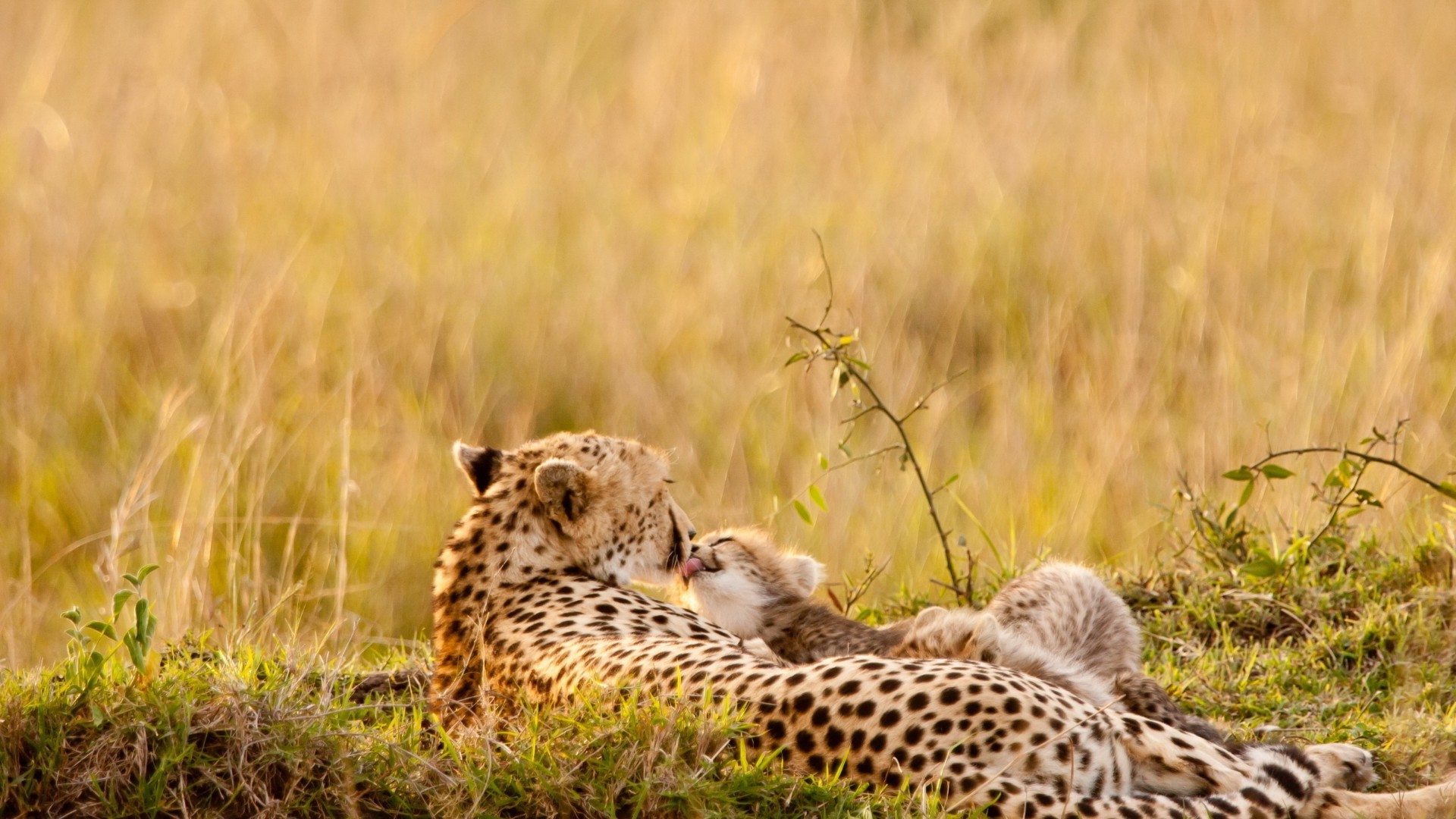 leopardi fauna selvatica ghepardo mammifero gatto safari erba selvaggio natura predatore animale mangiatore di carne leopardo riserva cacciatore savana grande gatto grande kruger mara