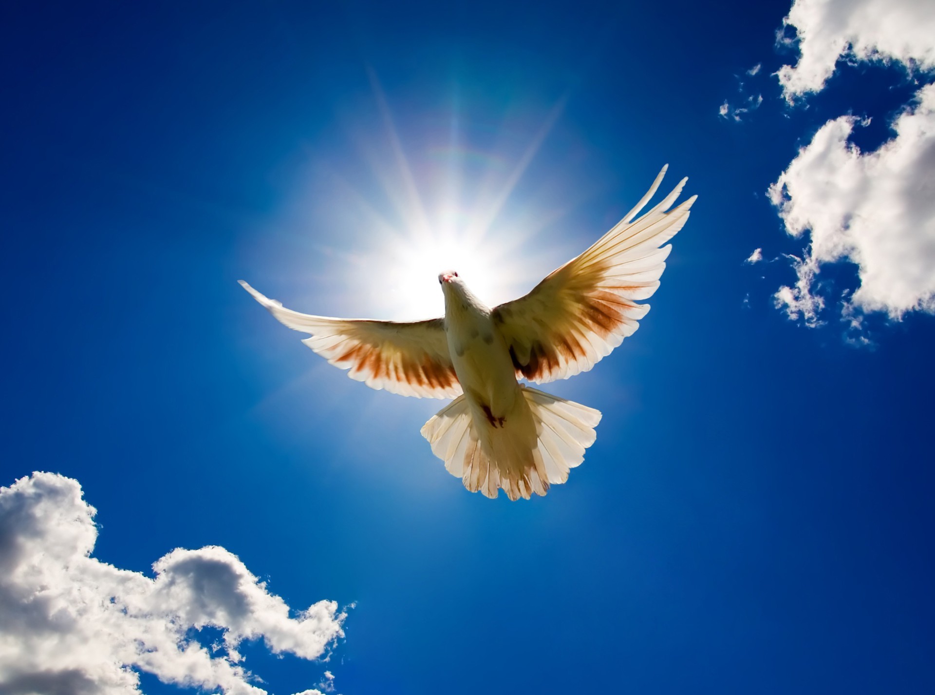 animals sky freedom nature flight outdoors bird heaven sun fair weather daylight fly summer high