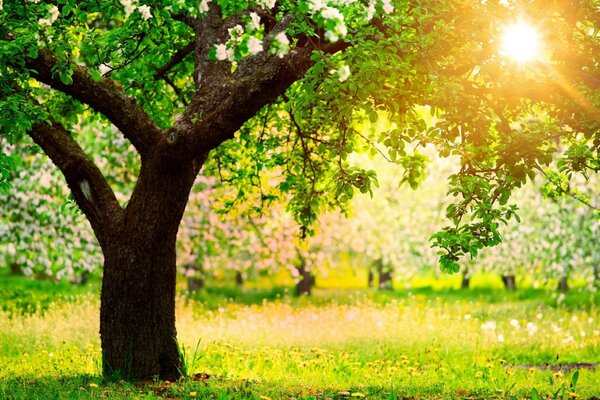 Bäume mit weißen Blüten in der Sonne