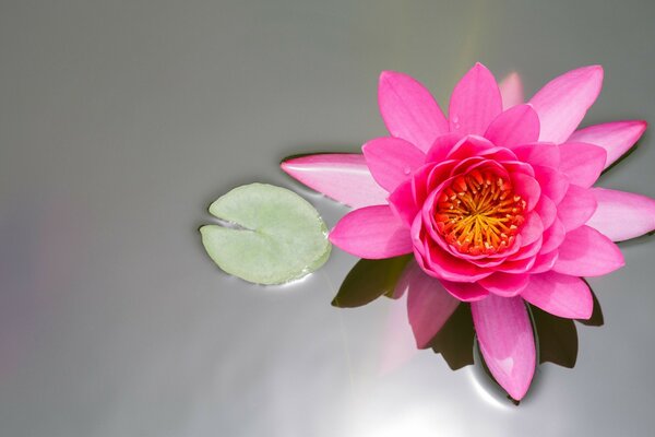 Bright flowers on a gray background water lily