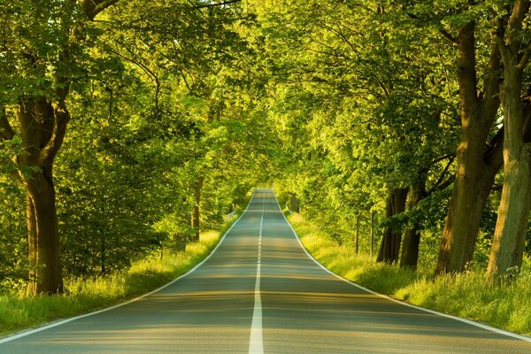 Bahar yolu, güneş yeşilliklerde oynuyor