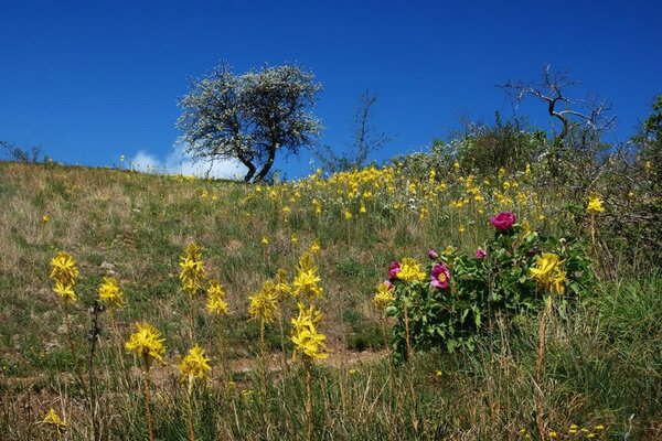 Eine Lichtung von Blumen auf einem blauen Himmelshintergrund