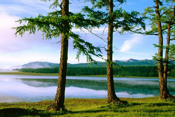 Trois arbres près du lac