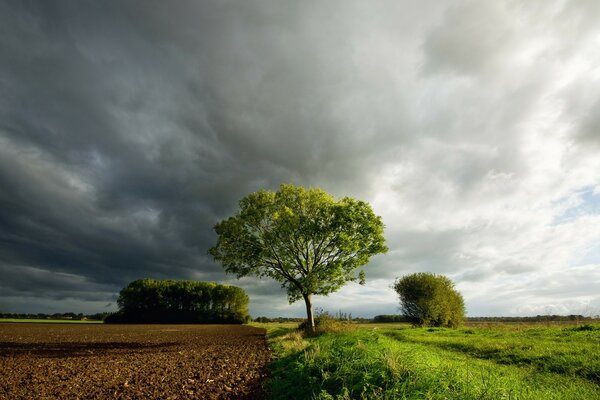 A tree standing alone on the edge of the field