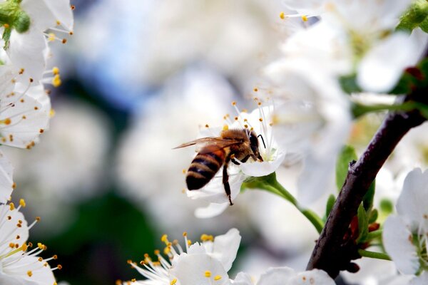 Flor de primavera con abeja trabajadora