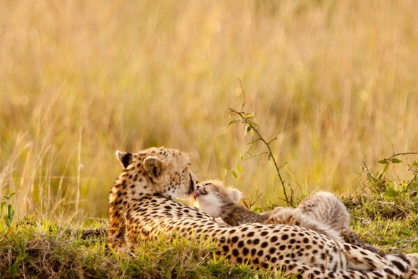 Vahşi doğada yavru kedi ile leopar