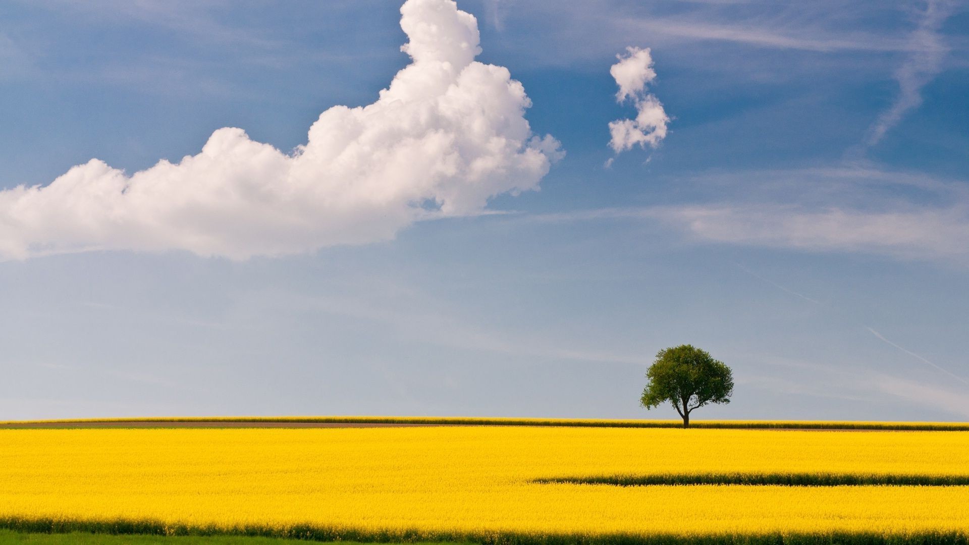 trees field farm agriculture landscape sky nature rural crop summer horizon cloud outdoors countryside tree fair weather sun pasture cropland country