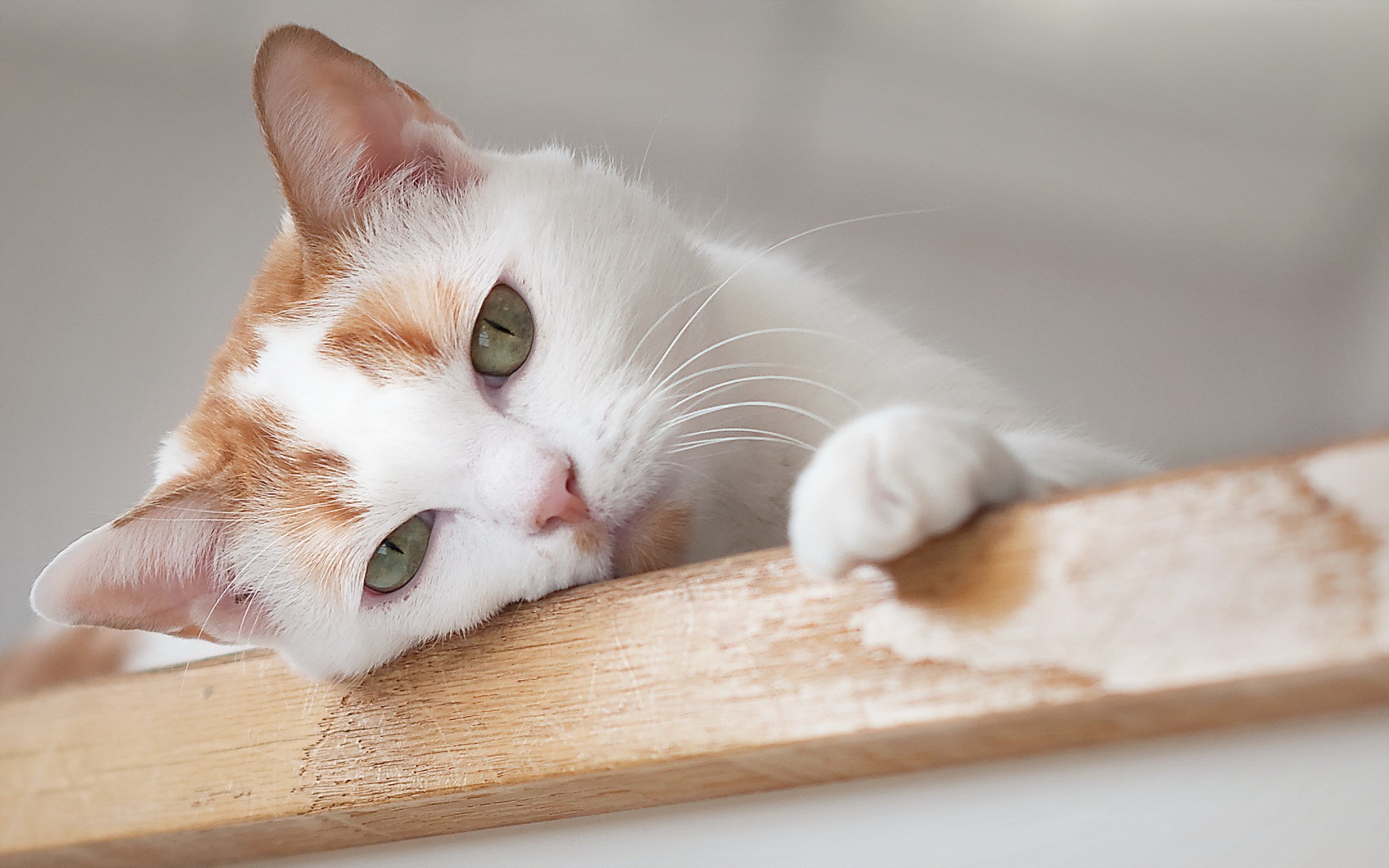 gatti gatto carino ritratto mammifero animale occhio gattino uno pelliccia animale domestico