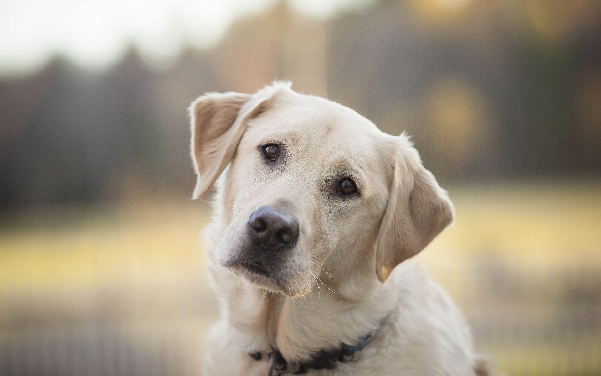 hund hund haustier niedlich hundeführer porträt tier retriever welpe säugetier gras