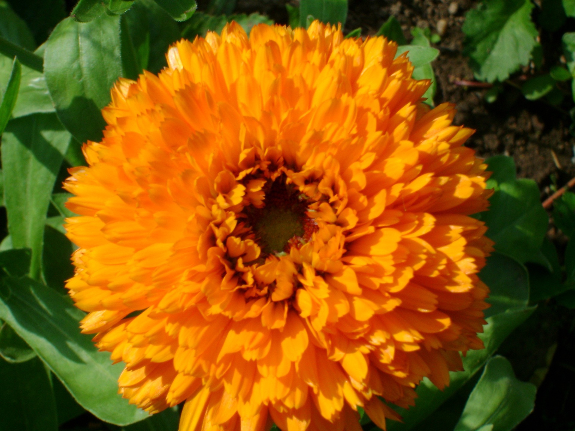 flowers flower nature flora summer garden leaf petal bright floral blooming color marigold season