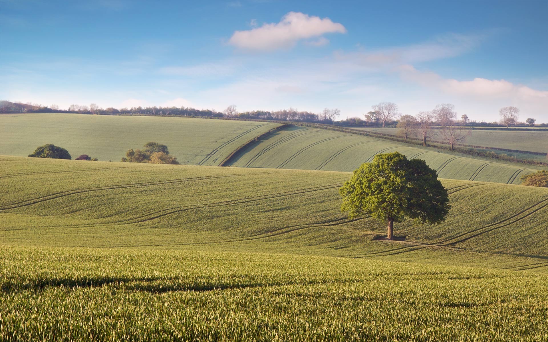 trees landscape agriculture field farm cropland countryside rural tree nature hayfield pastoral crop sky country pasture outdoors grass fall wheat