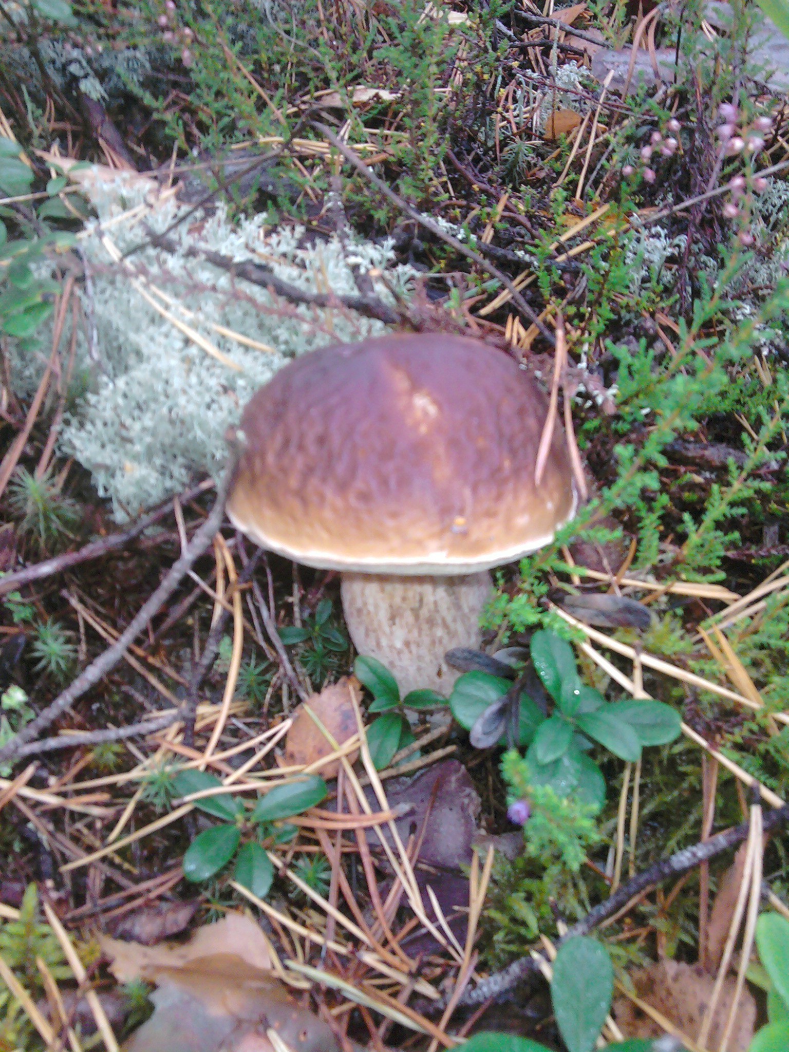 photo personnelle champignon champignon nature borovik bois nourriture comestible automne sauvage herbe flore champignon à l extérieur mousse saison couverture poison toxique