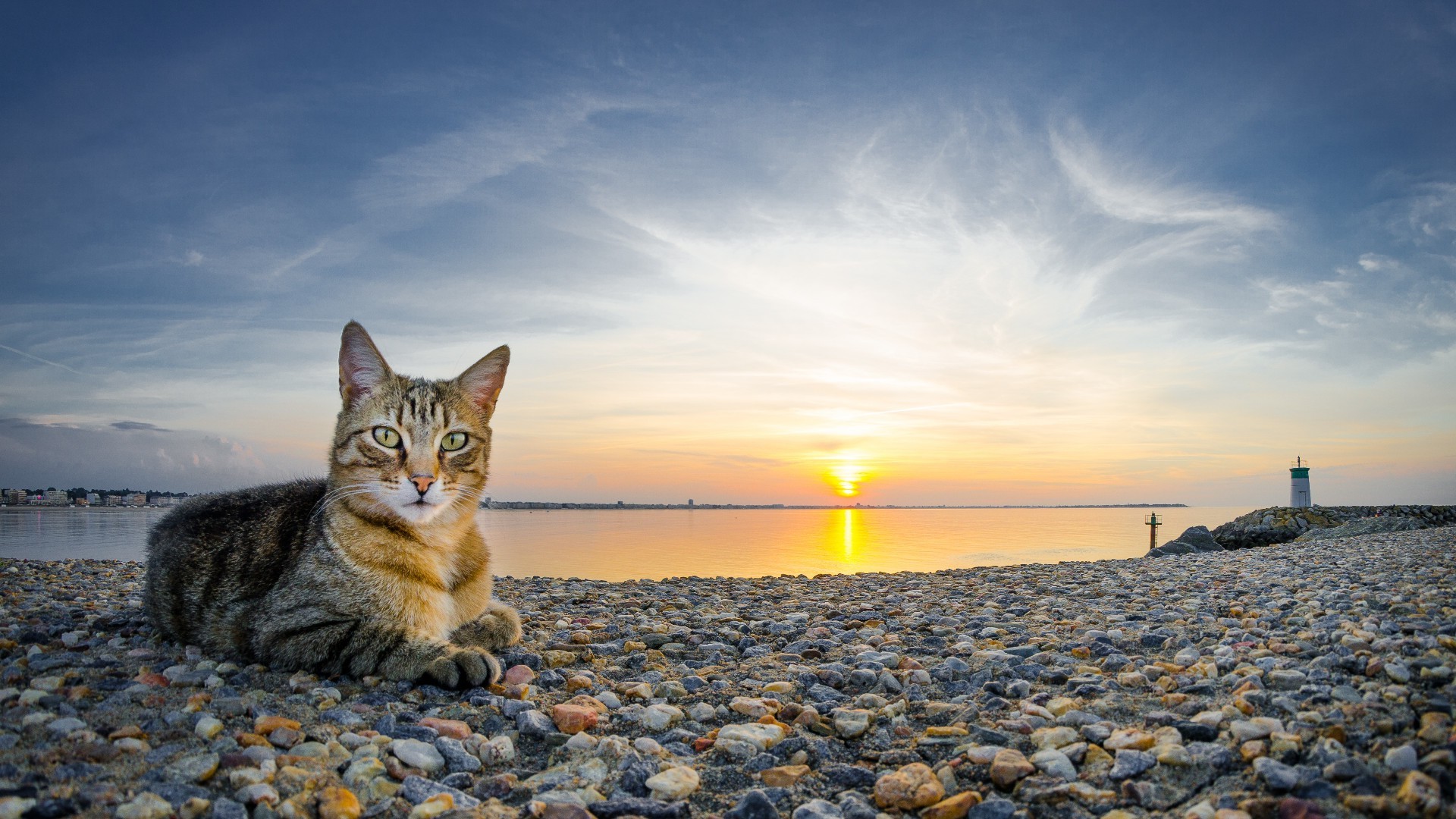 chats plage eau coucher de soleil soleil mer de plein air ciel nature océan aube mer