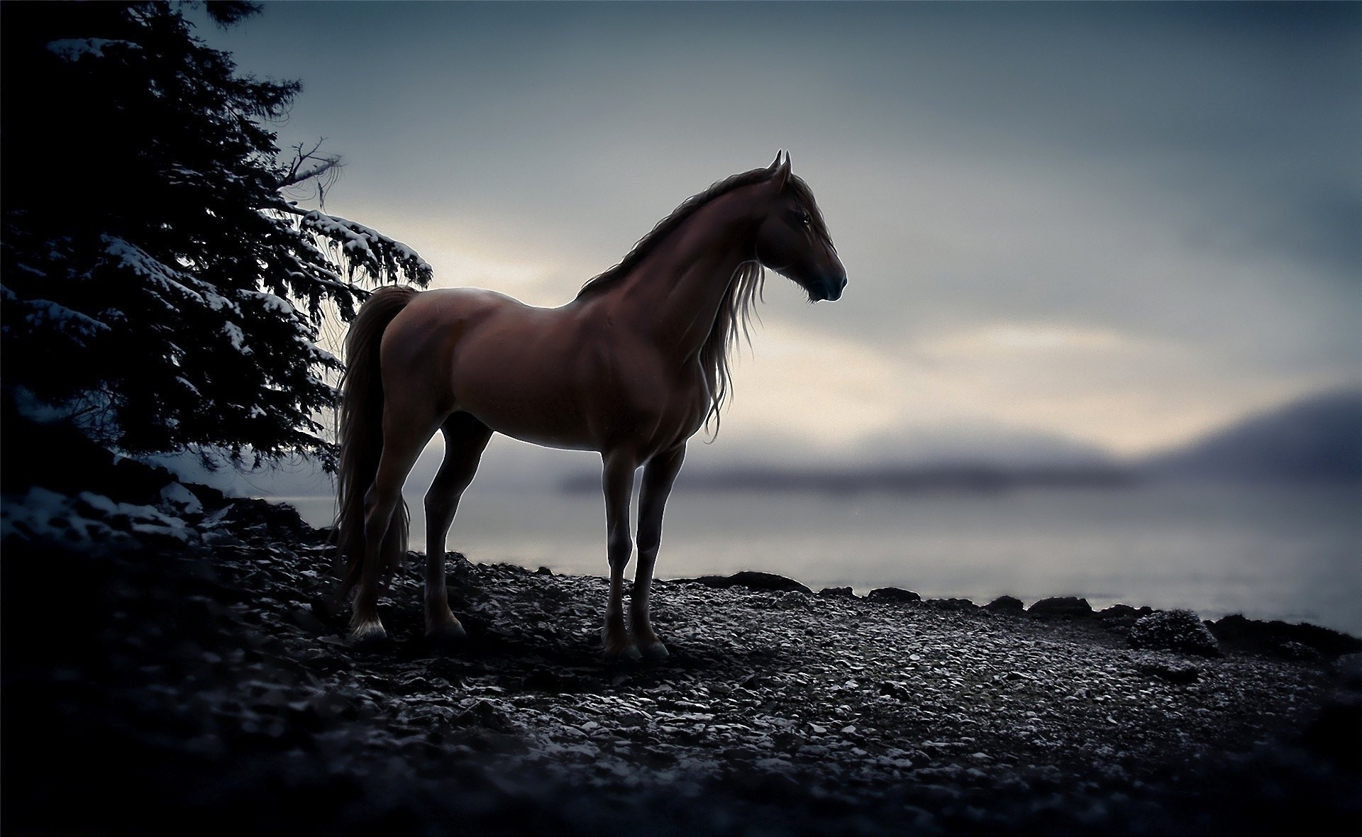 horses mare monochrome cavalry horse sunset mustang animal stallion beach nature mammal sky portrait equine