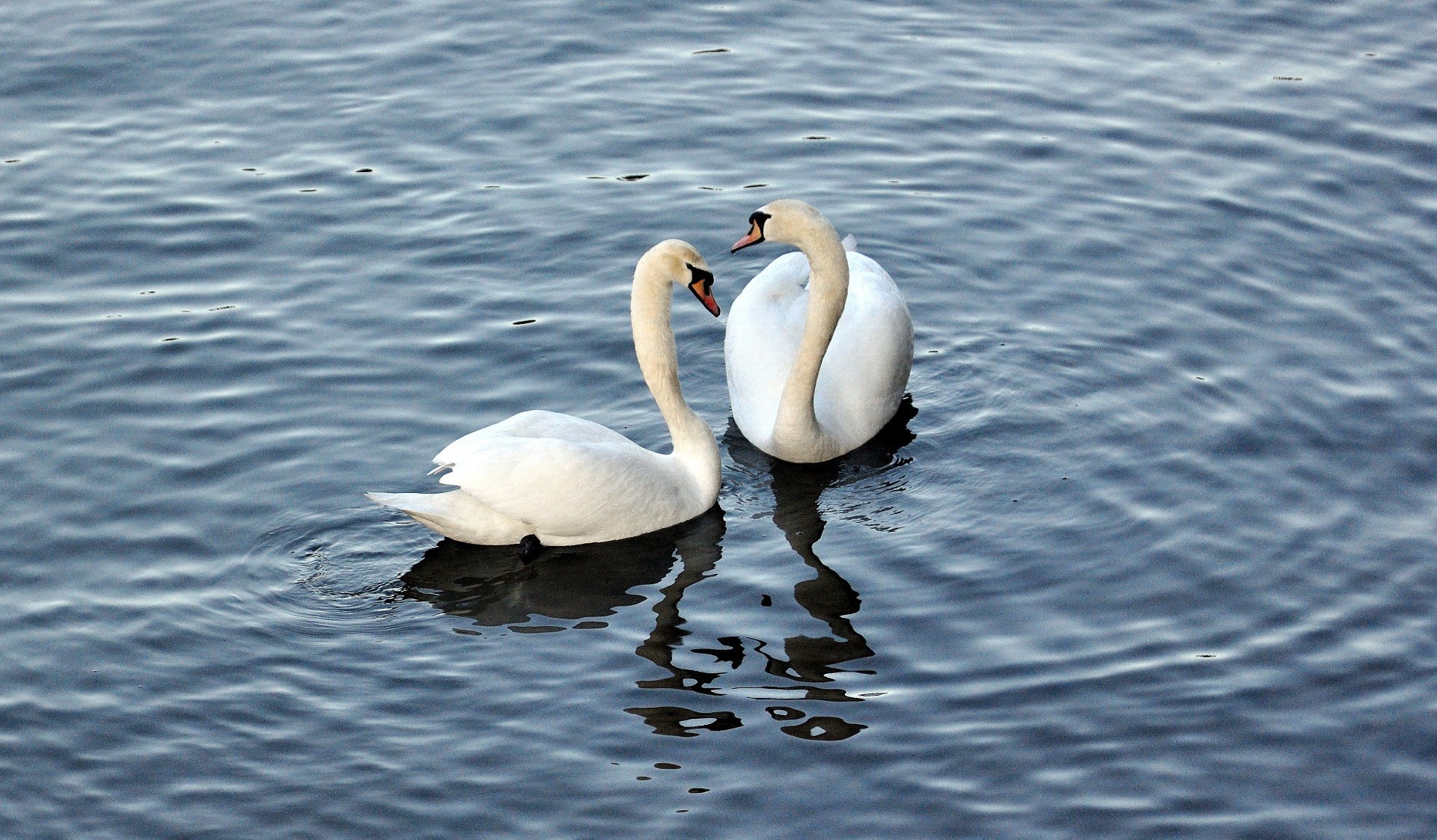 animals bird water swan lake nature swimming waterfowl pool wildlife outdoors feather poultry duck beak