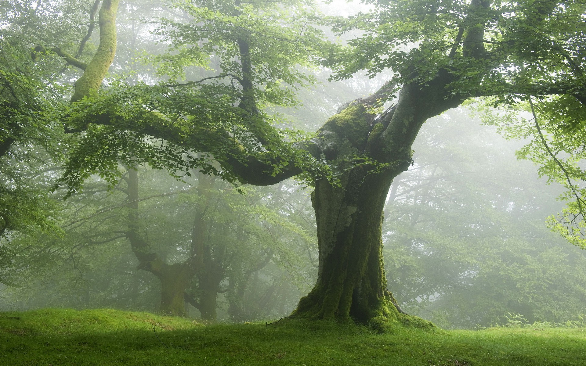 alberi legno paesaggio albero muschio natura foglia parco nebbia ambiente acqua nebbia scenico all aperto lussureggiante autunno estate faggio alba luce del giorno