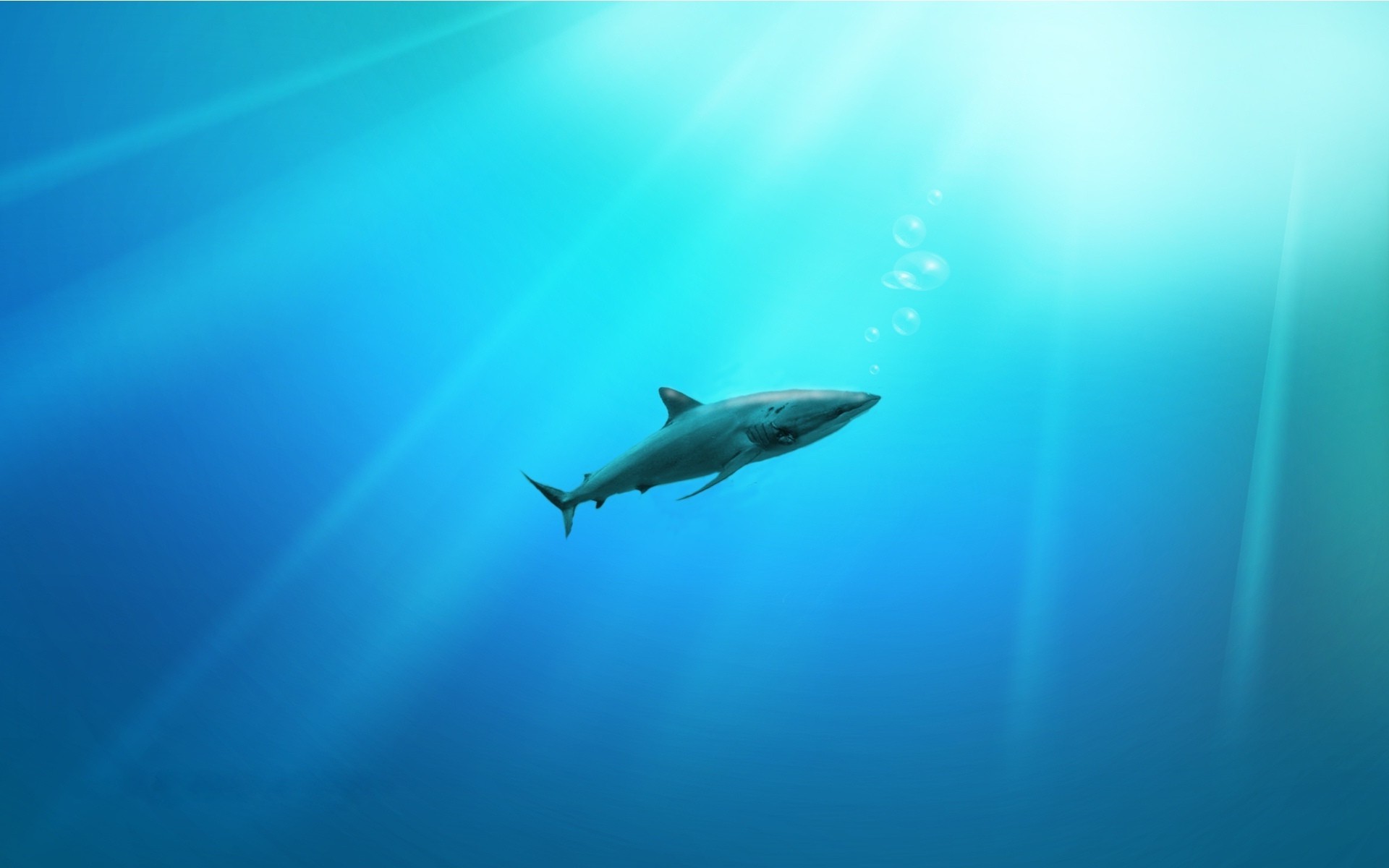 animals underwater shark water fish sea ocean side view