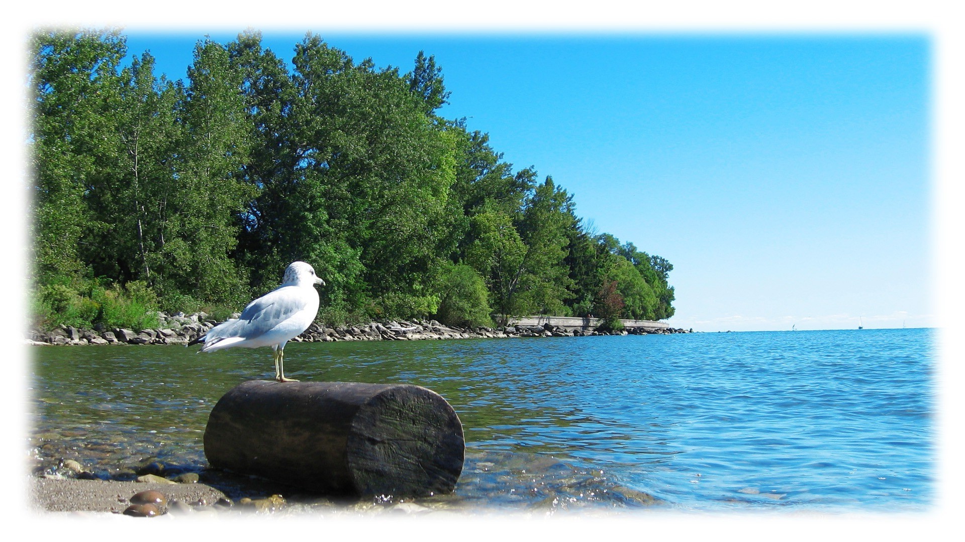 creative water nature lake summer travel beautiful sky river tree outdoors sea landscape reflection bird