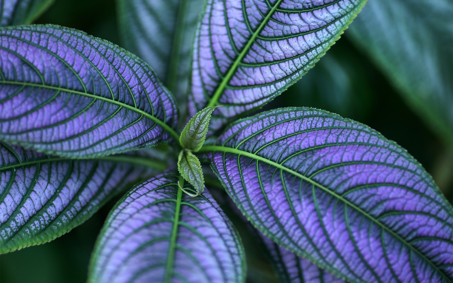 schließen blatt natur flora sommer schließen garten wachstum im freien farbe hell desktop