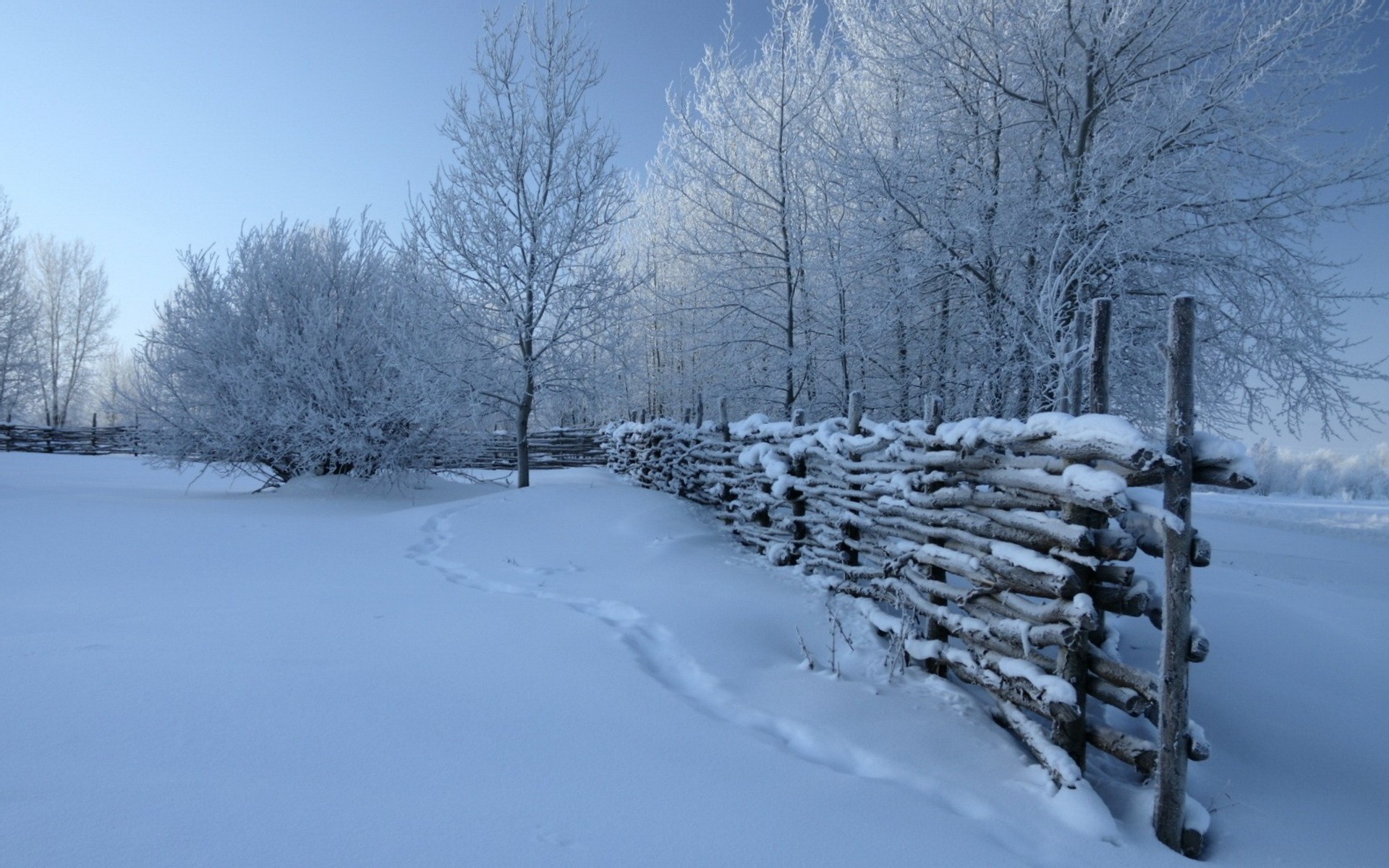 hiver neige froid gel congelé glace météo bois paysage bois neigeux blizzard givré saison neige-blanc scénique congère branche glacial