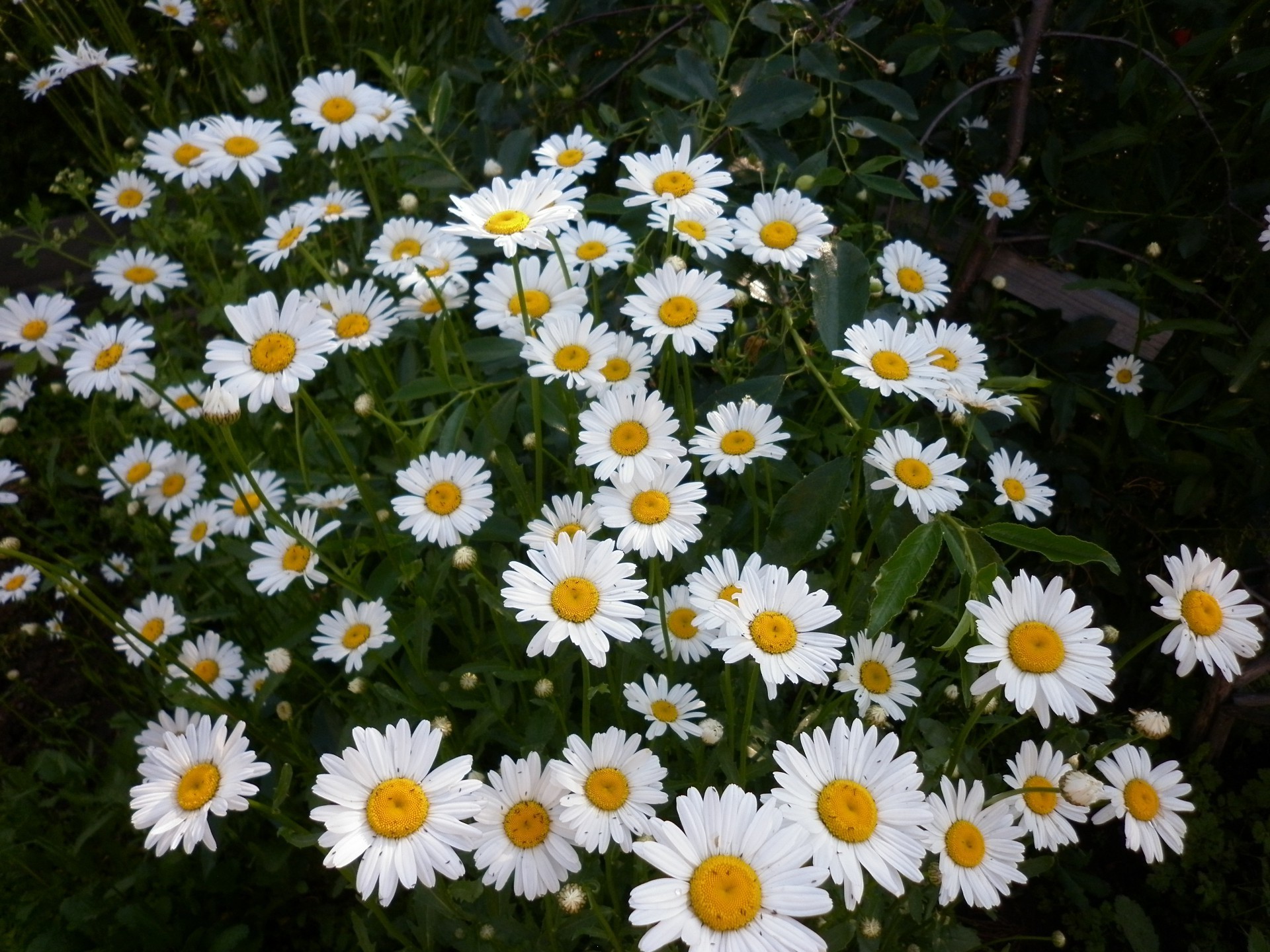 flowers flower nature flora summer garden hayfield field chamomile growth bright leaf blooming petal floral season grass color fair weather outdoors