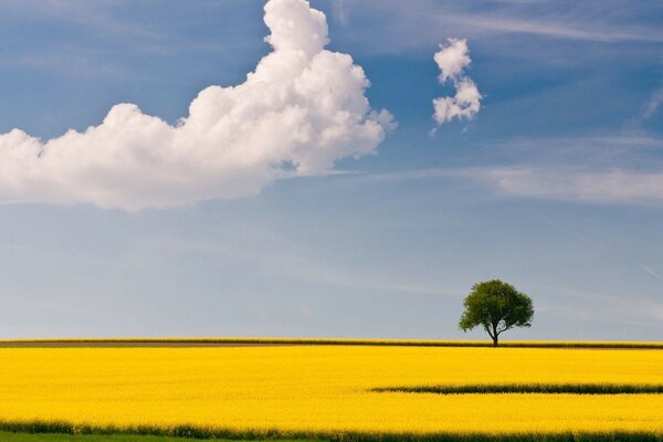 Albero solitario in un campo di grano