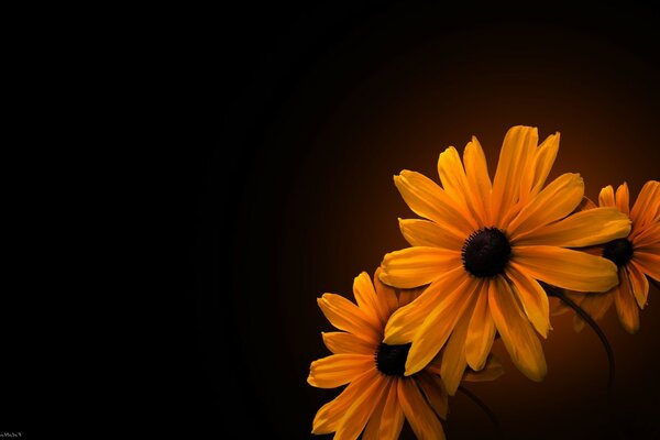 Grandes marguerites sous une lumière tamisée sur fond sombre