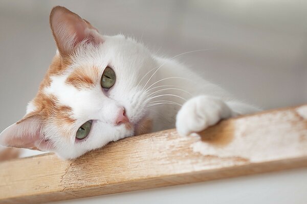 Süße weiße Katze mit roten Flecken legt sich zur Ruhe