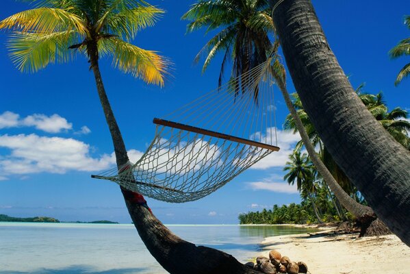 Hängematte zwischen Palmen am azurblauen Meer