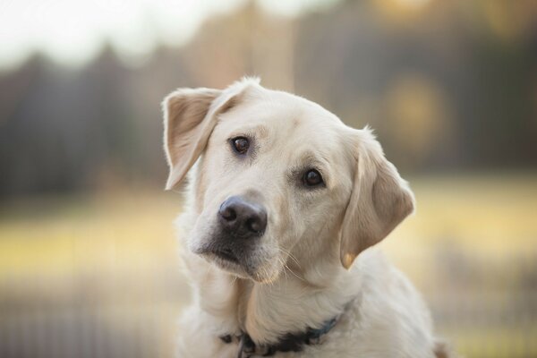 Netter Hund schaut uns an