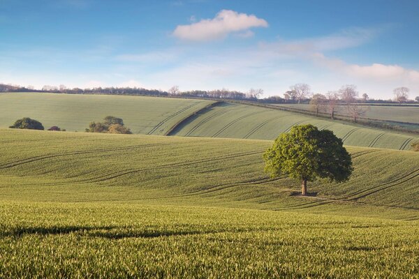 Ball-shaped trees on green fields