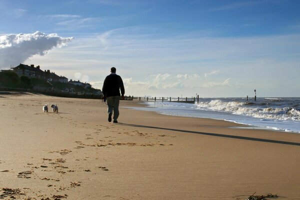 A man walks two dogs near the sea