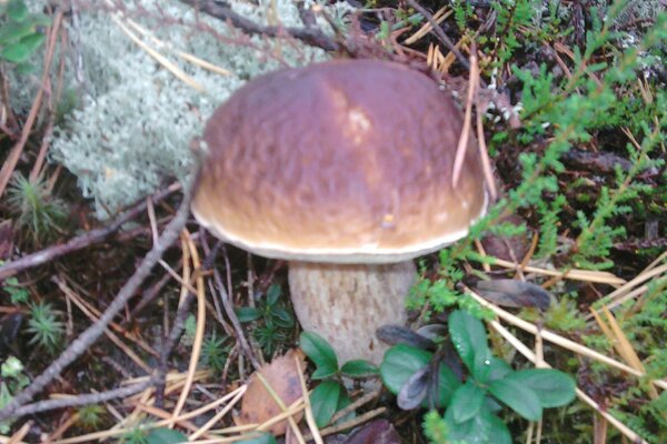 Hongo comestible encontrado en el bosque