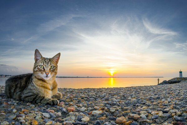 Красивая кошка на берегу моря