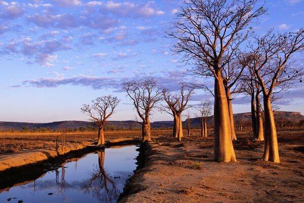 Baobabs con hojas caídas