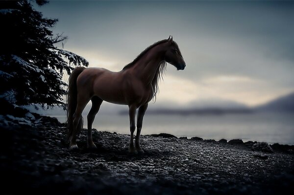 A graceful horse came to the shore of the lake