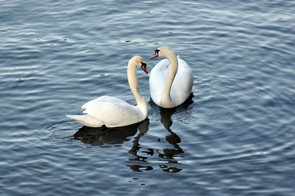 Snow-white swans swim in the lake