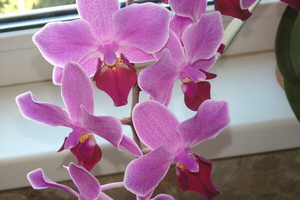 Phalaenopsis wild orchid, purple