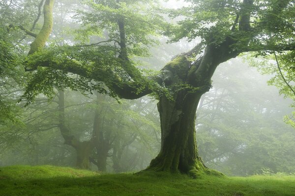 Ein mächtiger, jahrhundertealter Baum hat seine Äste weit ausgebreitet