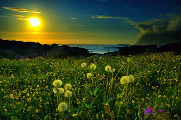 Dawn in a clearing among dandelions on the seashore