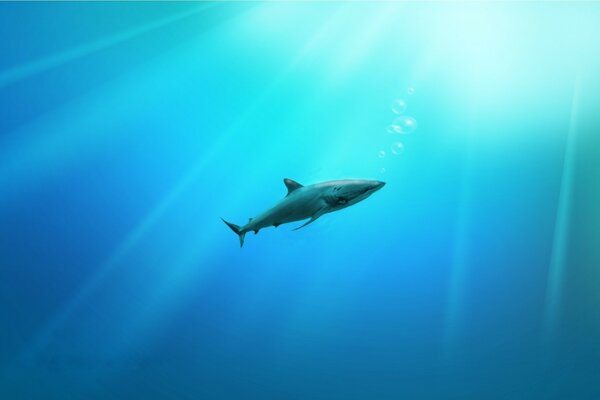 Requin nage dans l eau bleue