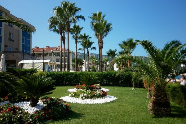 Luxury palm trees on the ocean