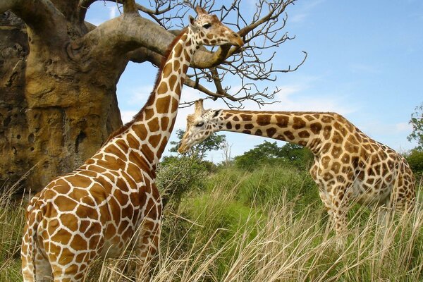 Zwei Giraffen rupfen die Blätter der Bäume aus