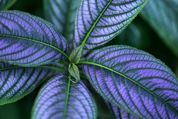 A plant with purple leaves