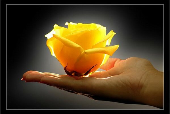 A yellow rose bud in the palm of your hand