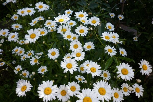 Margaridas indefesas na floresta escura