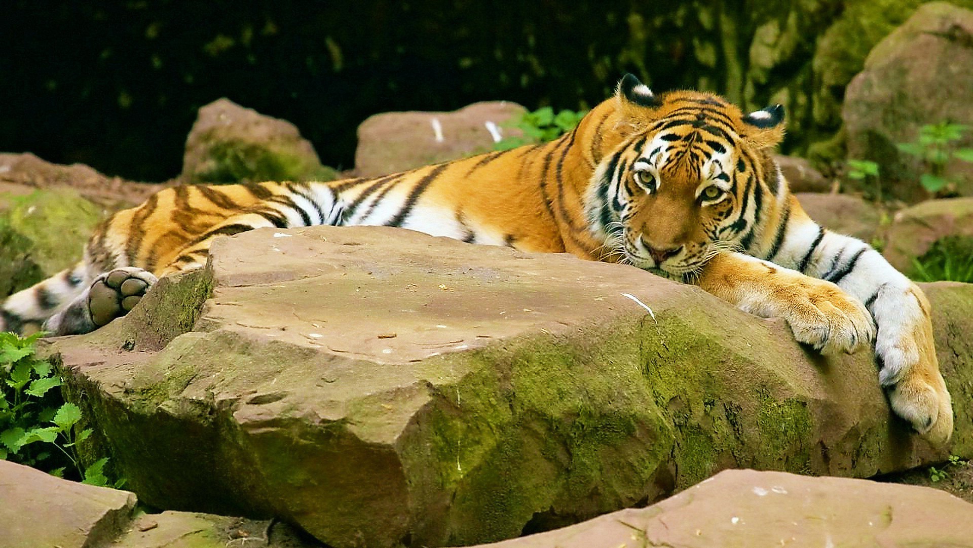 tiger tiger tierwelt katze säugetier natur tier raubtier zoo wild groß dschungel safari jäger gefahr