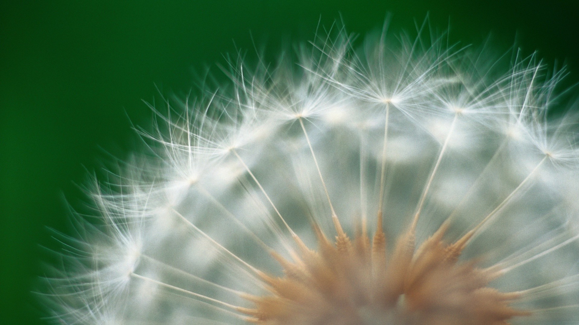 flowers dandelion seed bright abstract festival light softness blur nature summer downy wind color sun weed