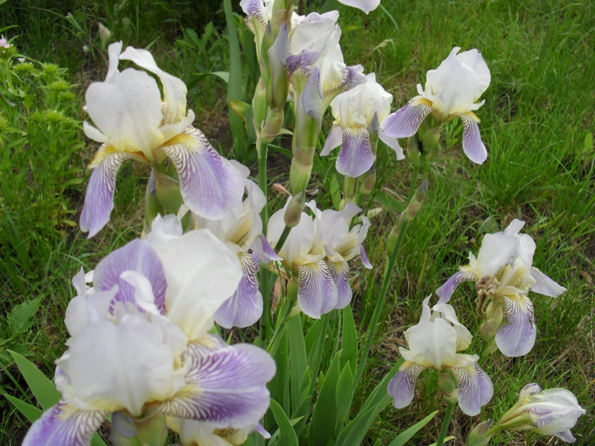 flowers flower nature flora garden blooming floral summer petal grass leaf color hayfield outdoors season close-up growth bright park violet